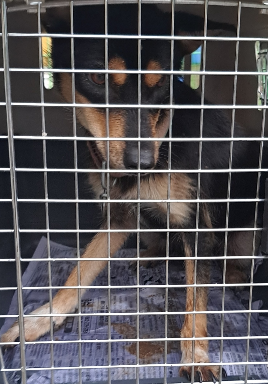 보호중 믹스견의 가…